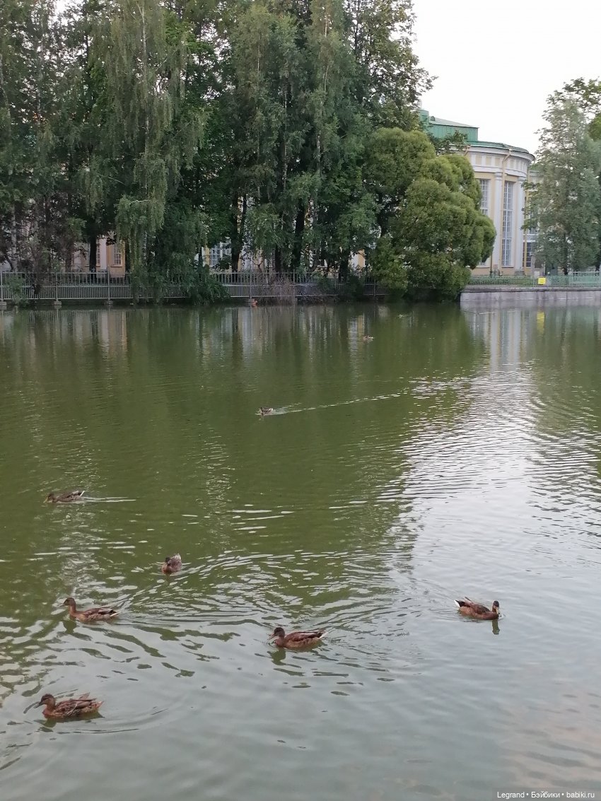 Санкт-Петербург: розы и утки в Таврическом саду