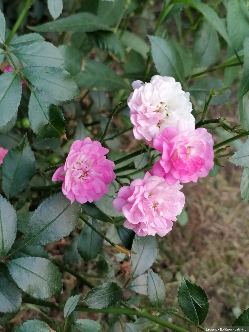 Санкт-Петербург: розы и утки в Таврическом саду
