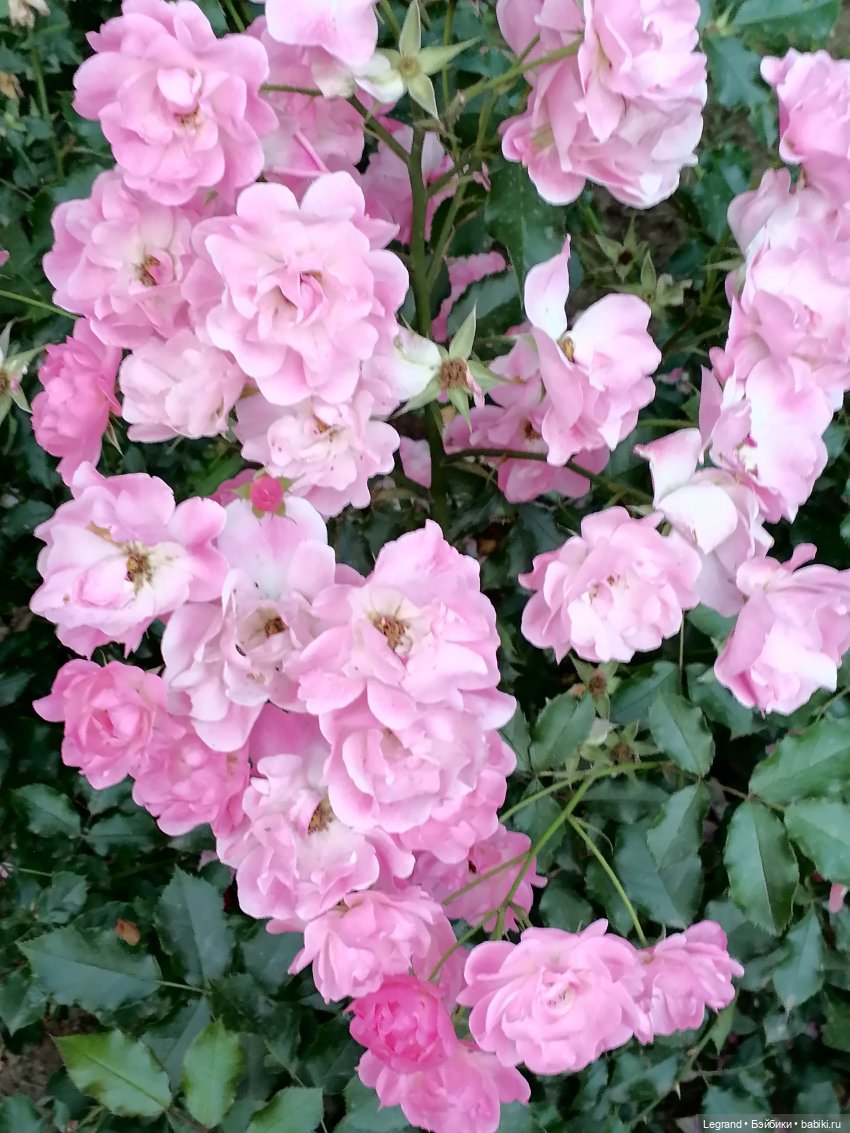 Санкт-Петербург: розы и утки в Таврическом саду