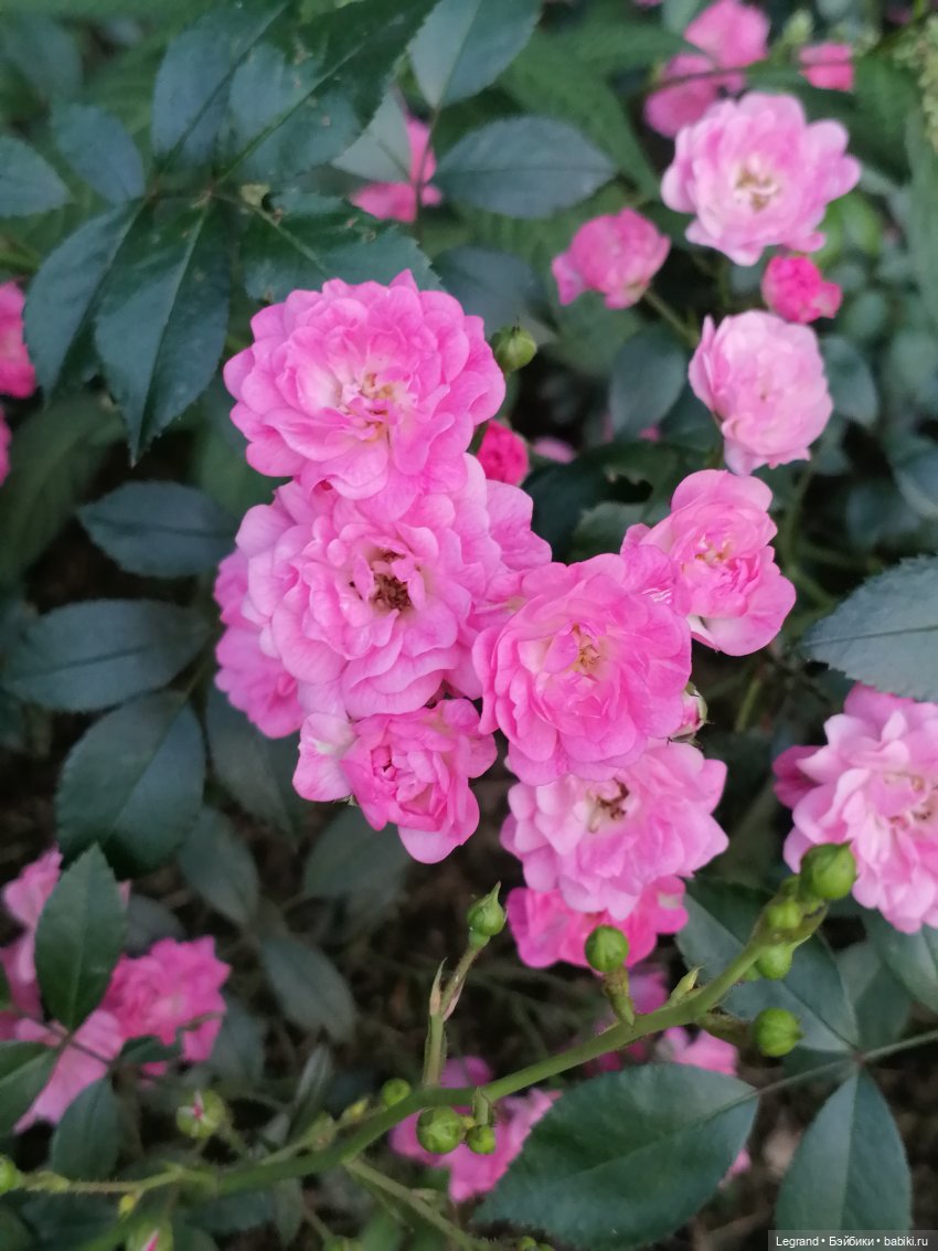 Санкт-Петербург: розы и утки в Таврическом саду (фото 10)