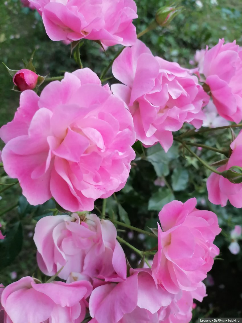 Санкт-Петербург: розы и утки в Таврическом саду