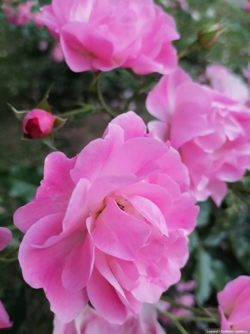 Санкт-Петербург: розы и утки в Таврическом саду