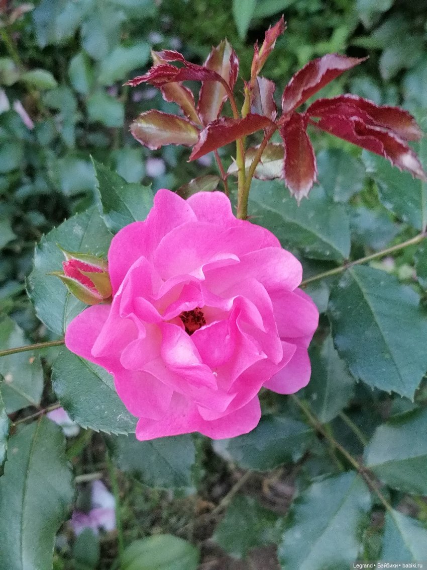 Санкт-Петербург: розы и утки в Таврическом саду