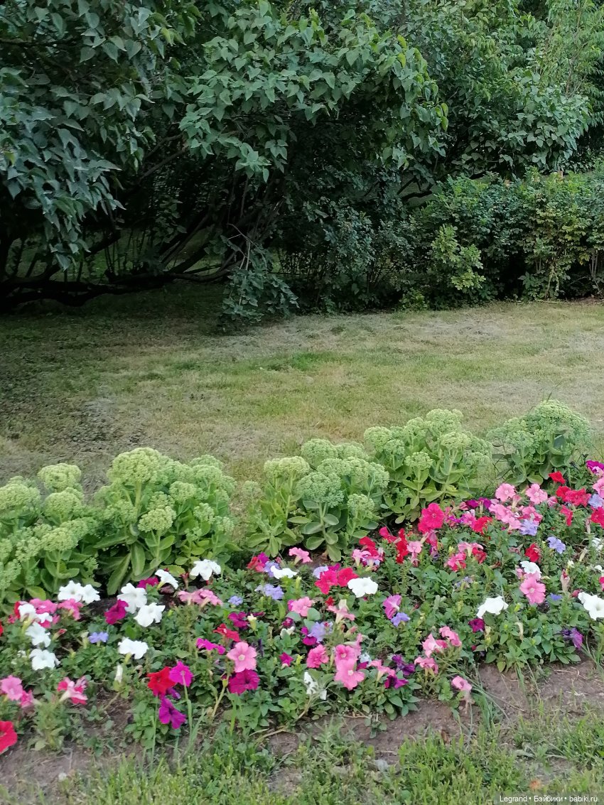 Санкт-Петербург: розы и утки в Таврическом саду (фото 6)