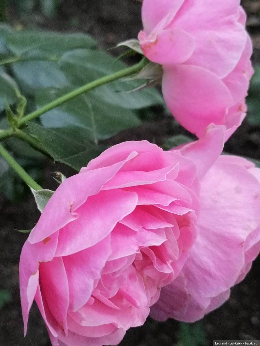 Санкт-Петербург: розы и утки в Таврическом саду