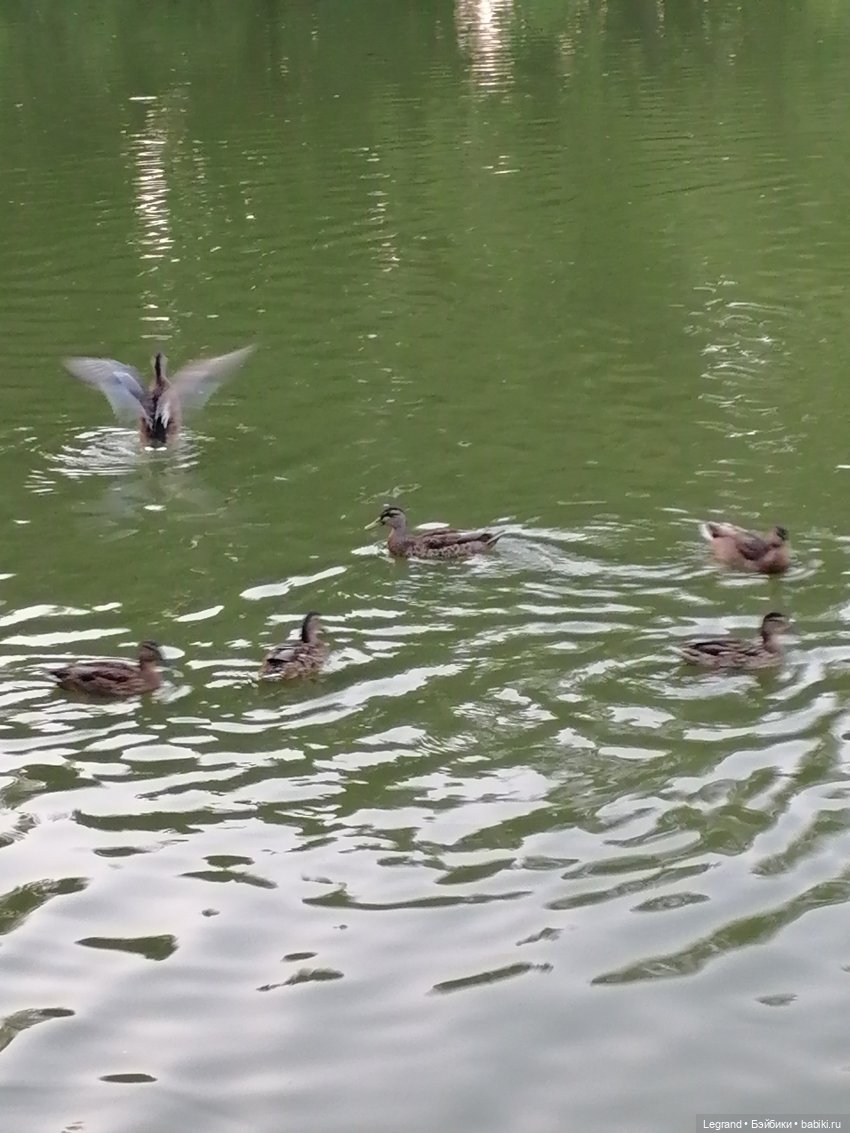 Санкт-Петербург: розы и утки в Таврическом саду