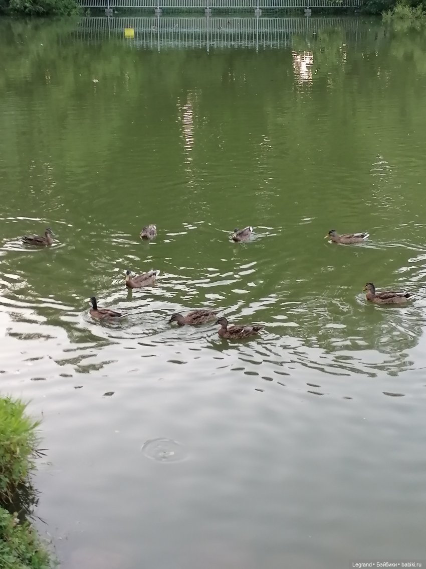 Санкт-Петербург: розы и утки в Таврическом саду
