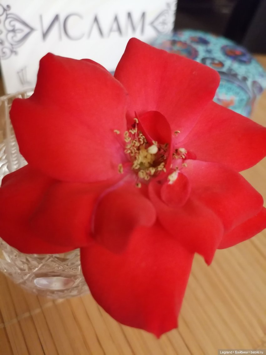 Санкт-Петербург: розы и утки в Таврическом саду (фото 2)