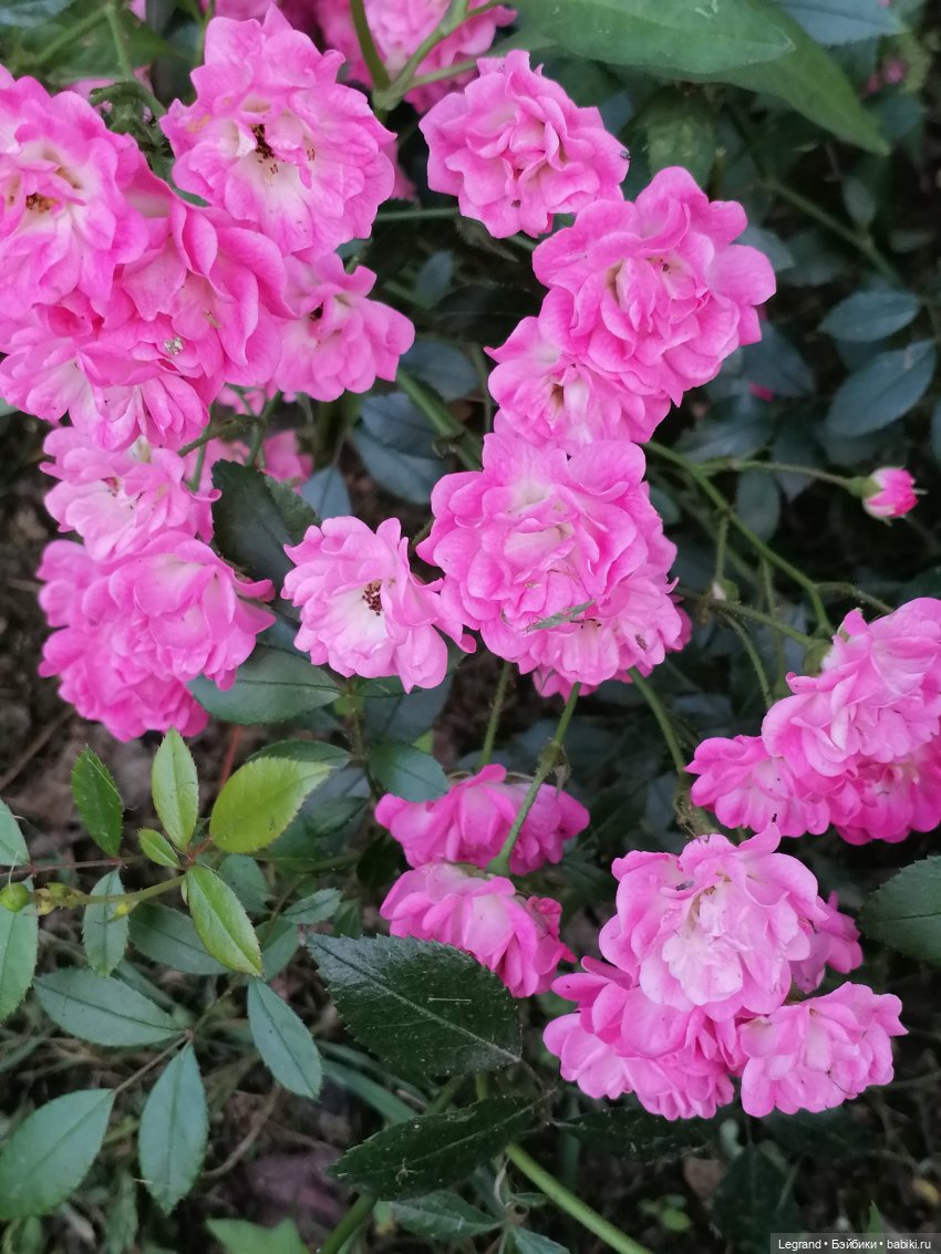 Санкт-Петербург: розы и утки в Таврическом саду