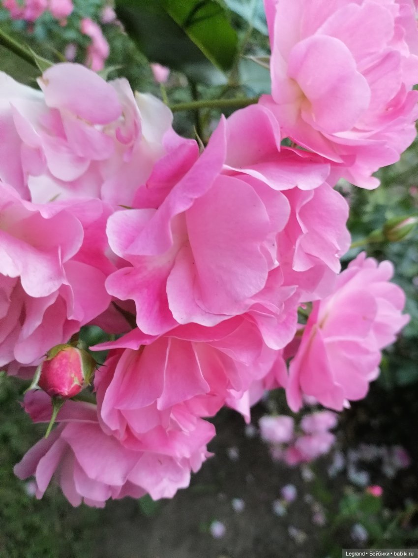 Санкт-Петербург: розы и утки в Таврическом саду