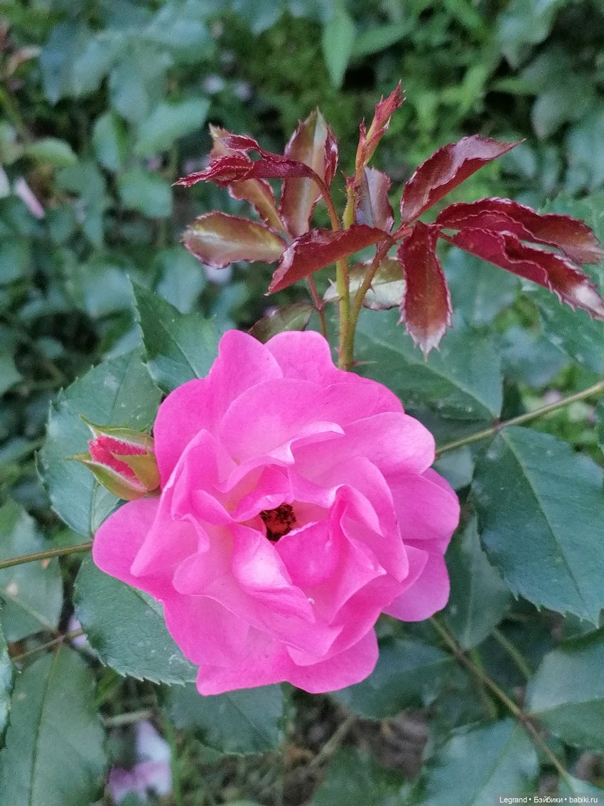 Санкт-Петербург: розы и утки в Таврическом саду (фото 3)