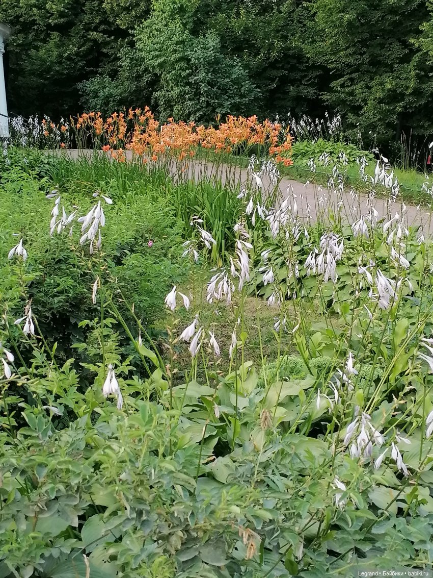 Санкт-Петербург: розы и утки в Таврическом саду (фото 8)