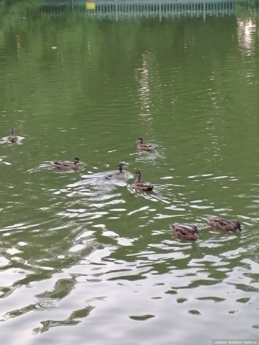 Санкт-Петербург: розы и утки в Таврическом саду