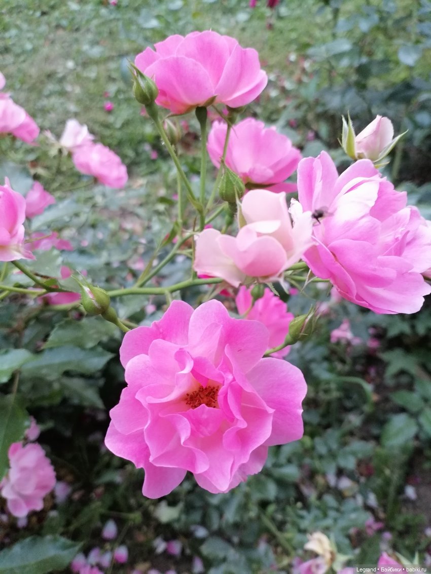 Санкт-Петербург: розы и утки в Таврическом саду