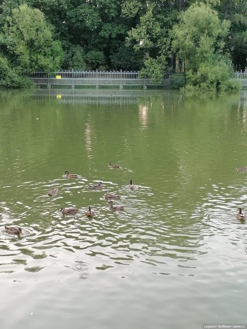 Санкт-Петербург: розы и утки в Таврическом саду