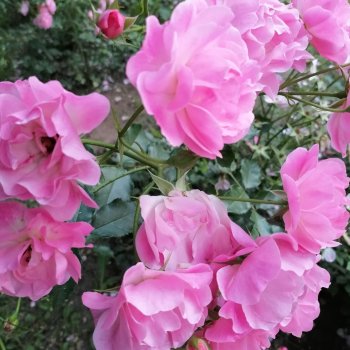 Санкт-Петербург: розы и утки в Таврическом саду