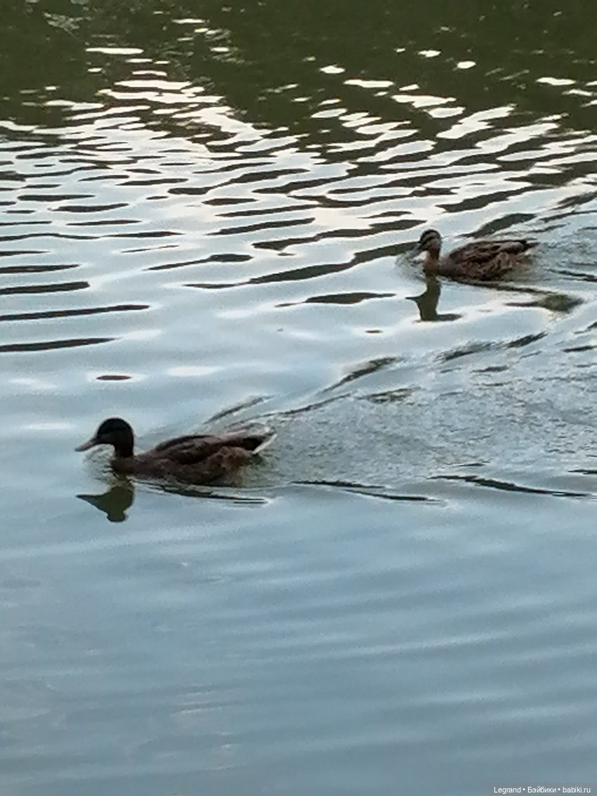 Санкт-Петербург: Мишель в Таврическом саду - пруд