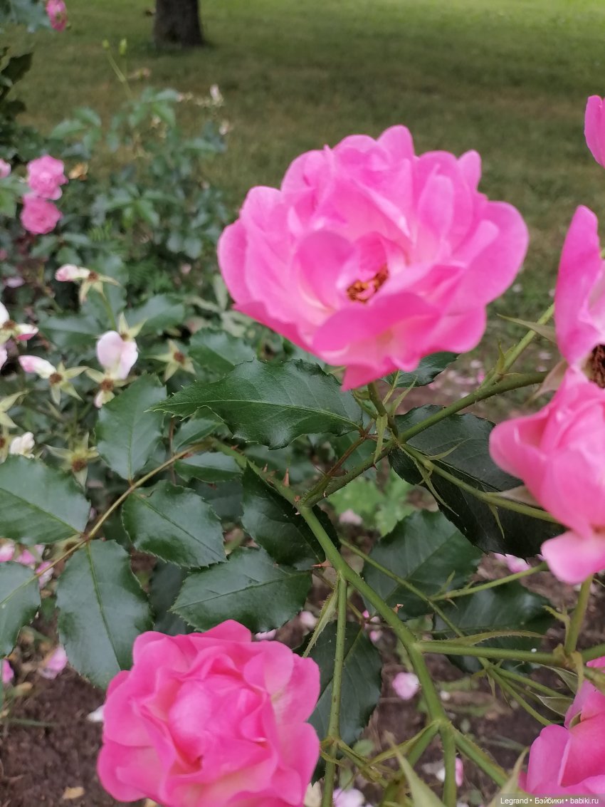 Санкт-Петербург: Мишель в Таврическом саду - розы