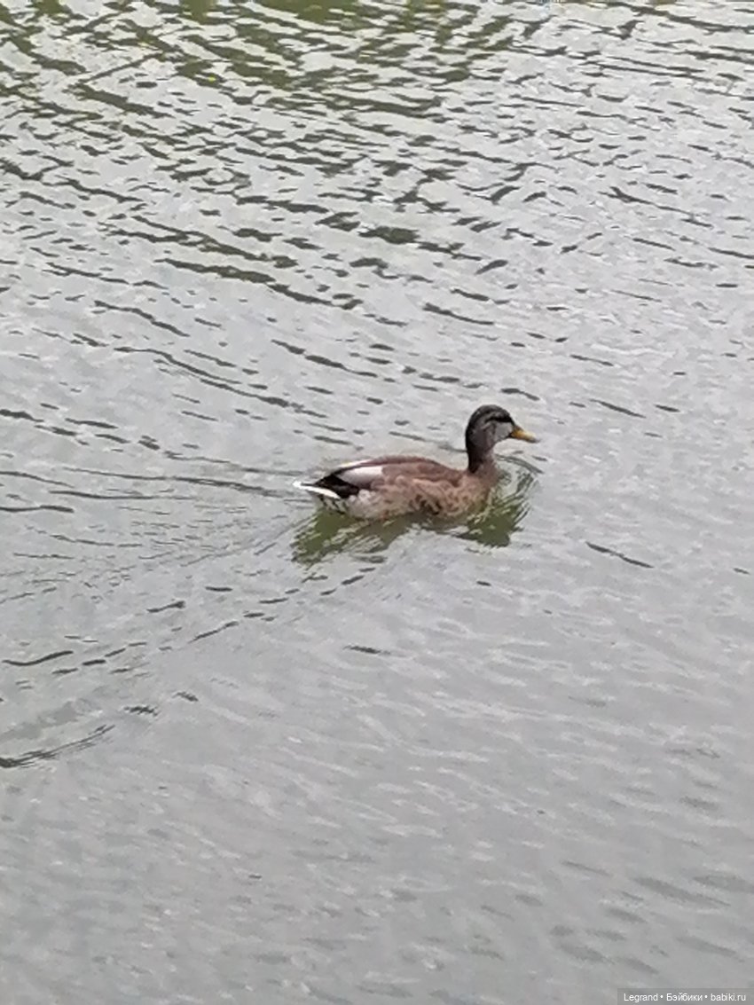 Санкт-Петербург: Мишель в Таврическом саду - пруд