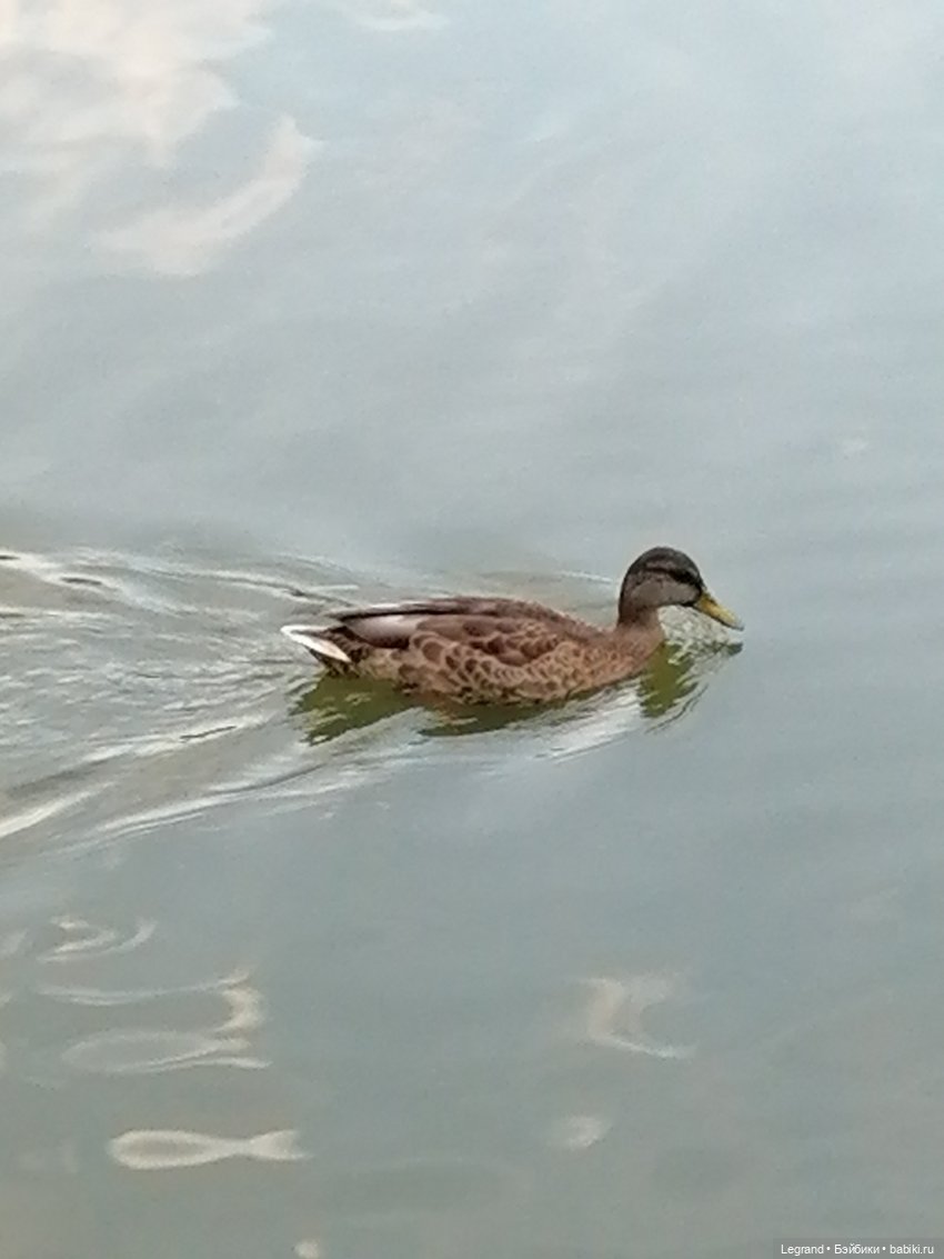 Санкт-Петербург: Мишель в Таврическом саду - пруд