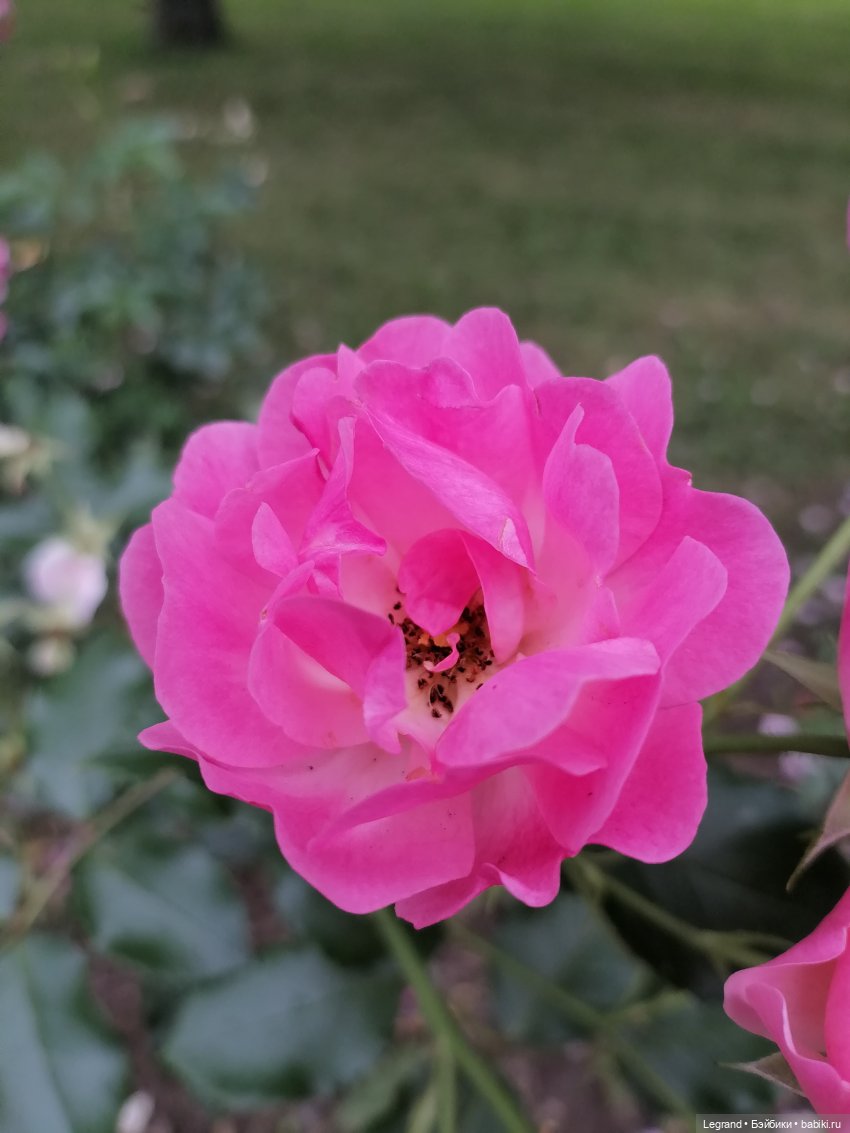 Санкт-Петербург: Мишель в Таврическом саду - розы