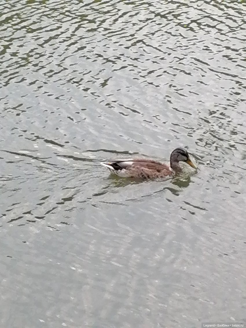 Санкт-Петербург: Мишель в Таврическом саду - пруд