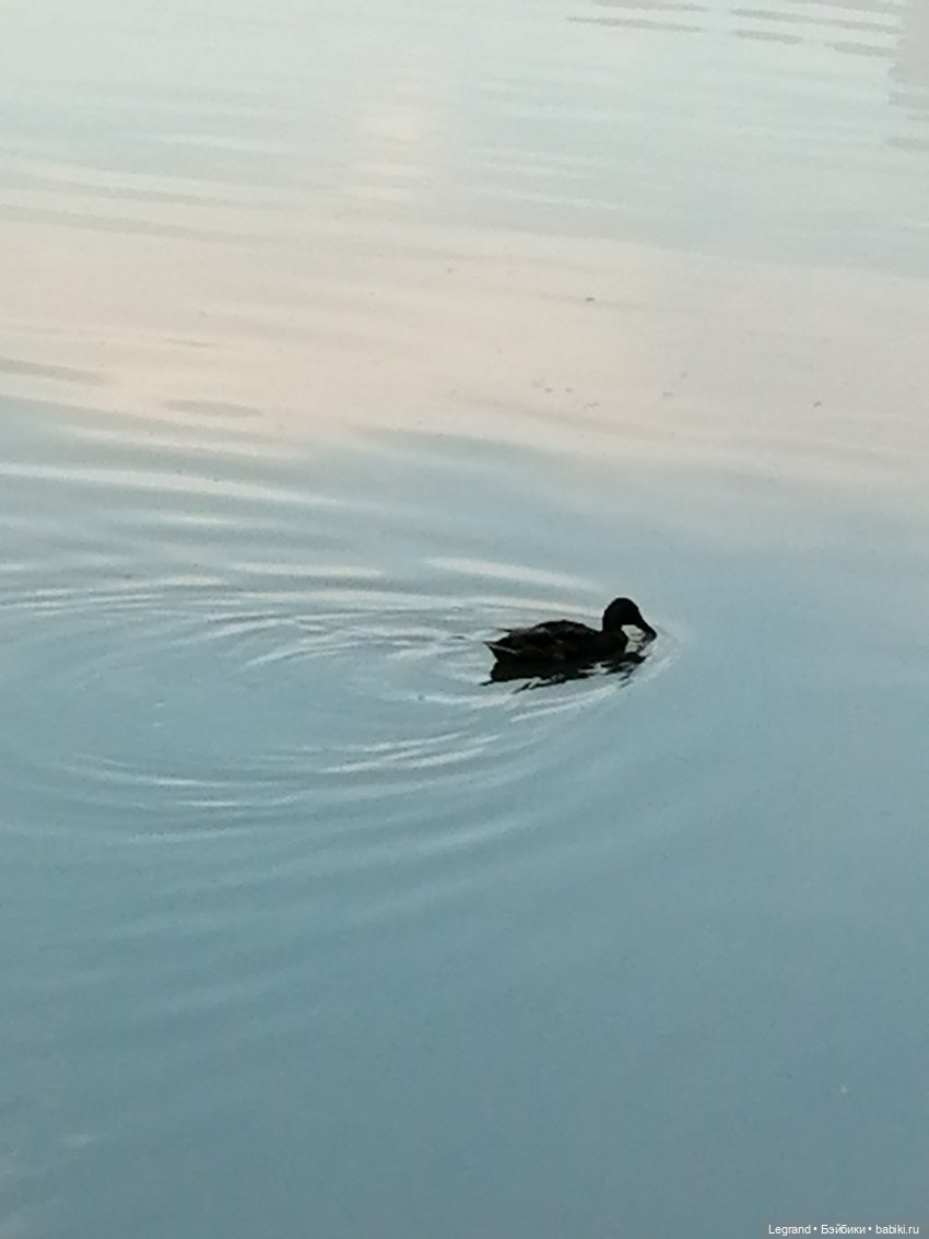 Санкт-Петербург: Мишель в Таврическом саду - пруд