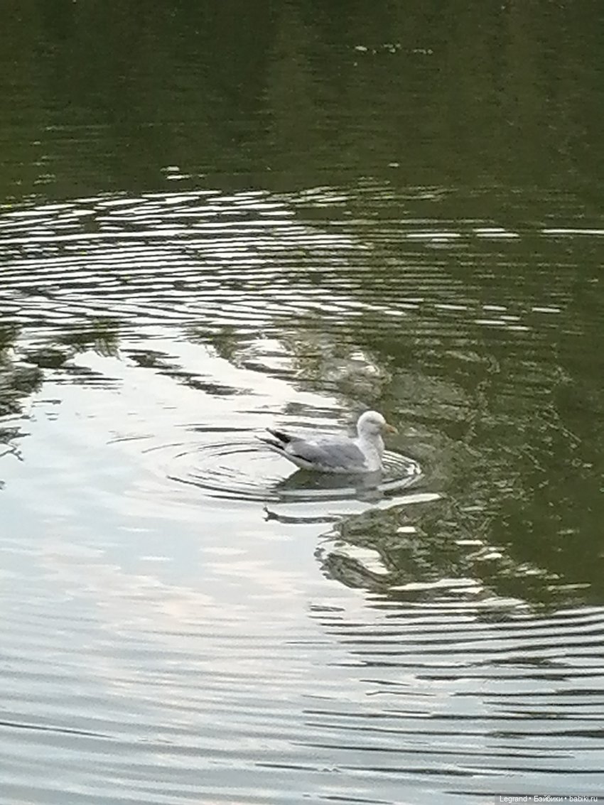 Санкт-Петербург: Мишель в Таврическом саду - пруд