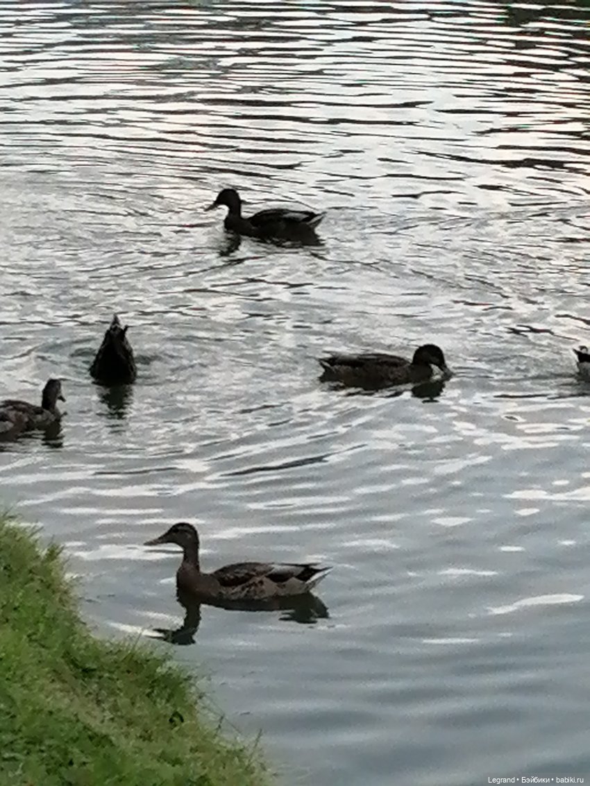 Санкт-Петербург: Мишель в Таврическом саду - пруд