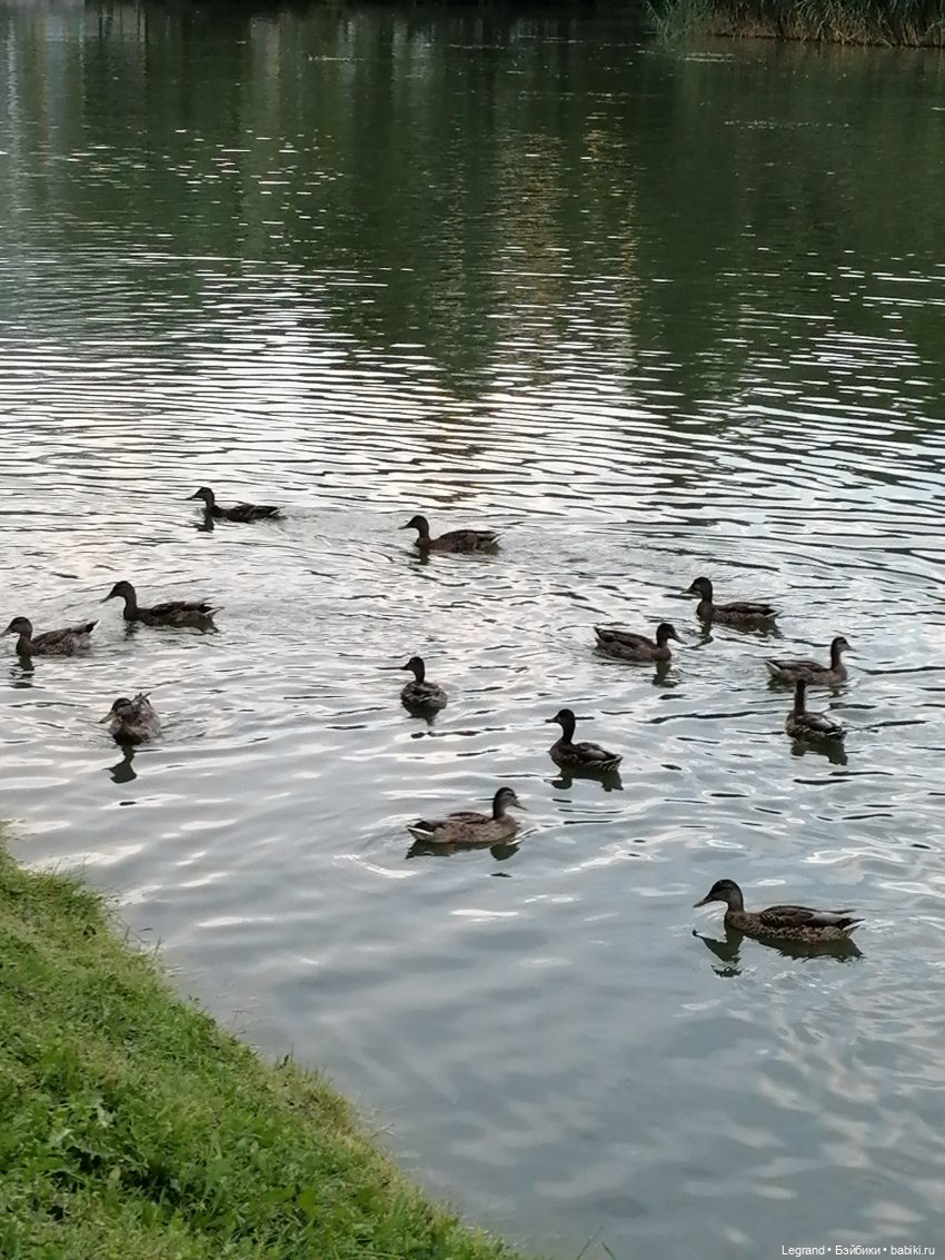 Санкт-Петербург: Мишель в Таврическом саду - пруд