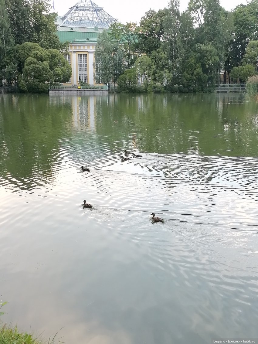 Санкт-Петербург: Мишель в Таврическом саду - пруд