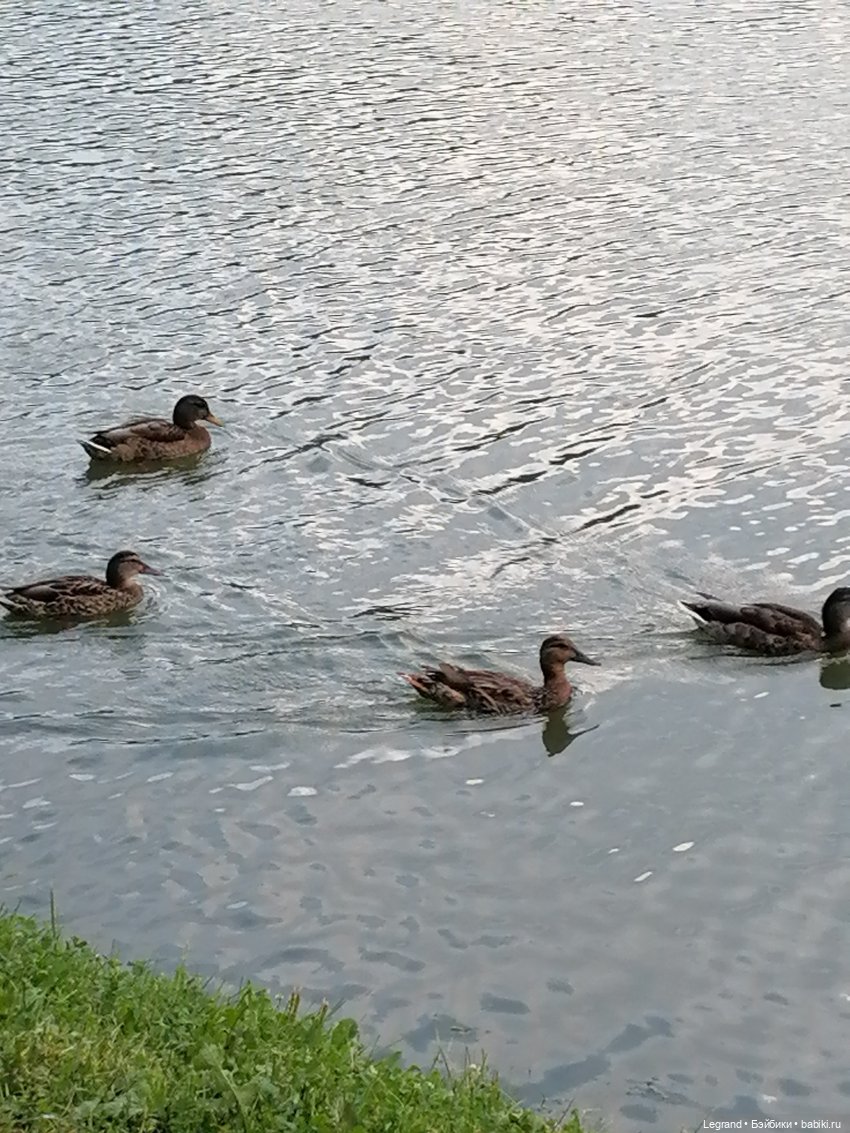 Санкт-Петербург: Мишель в Таврическом саду - пруд
