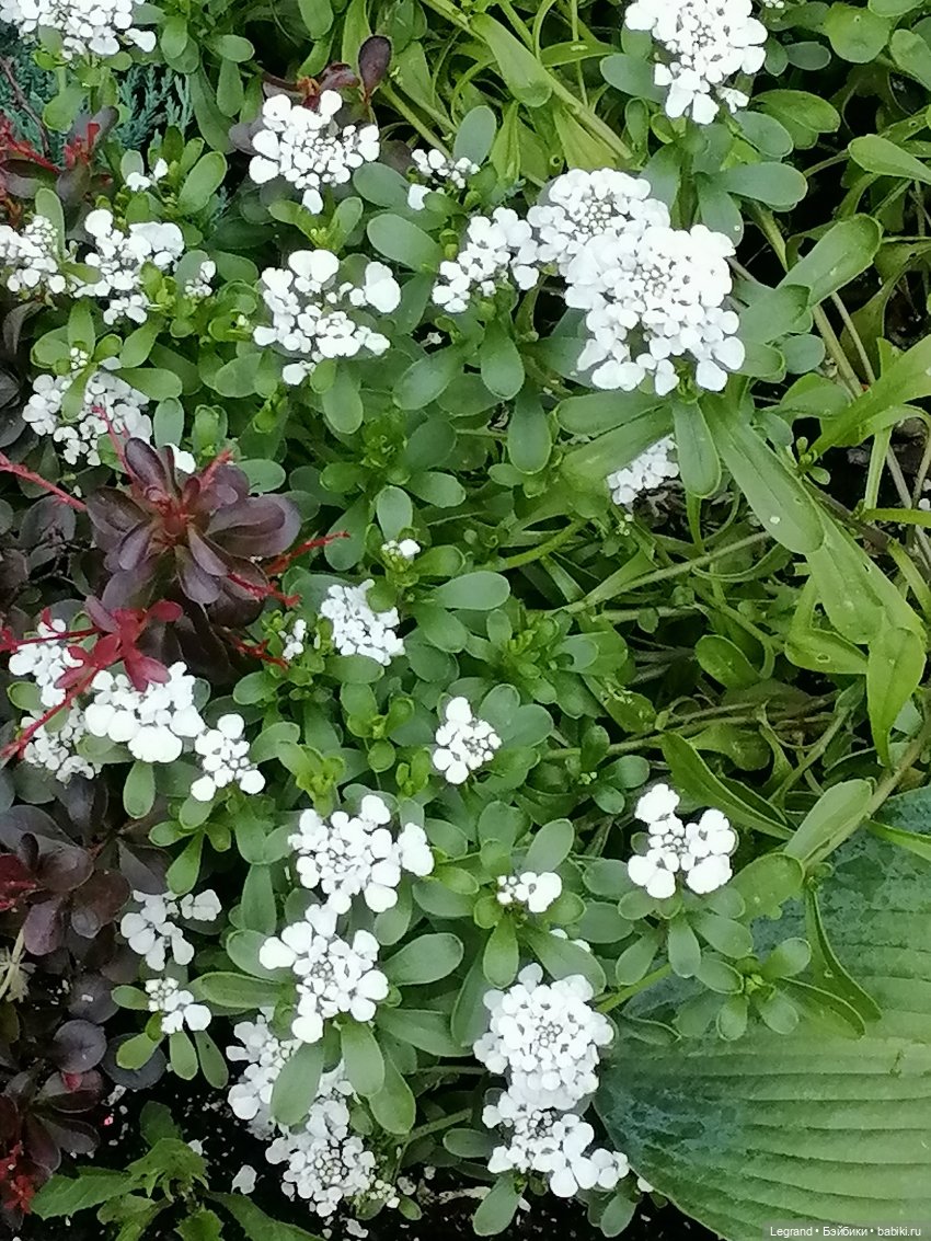 Санкт-Петербург: Мишель и фонтаны в Парадном