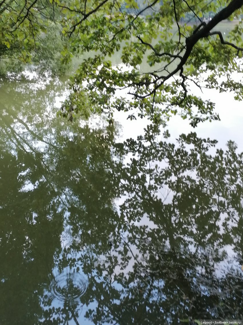 Санкт-Петербург: Мишель в Таврическом саду - пруд