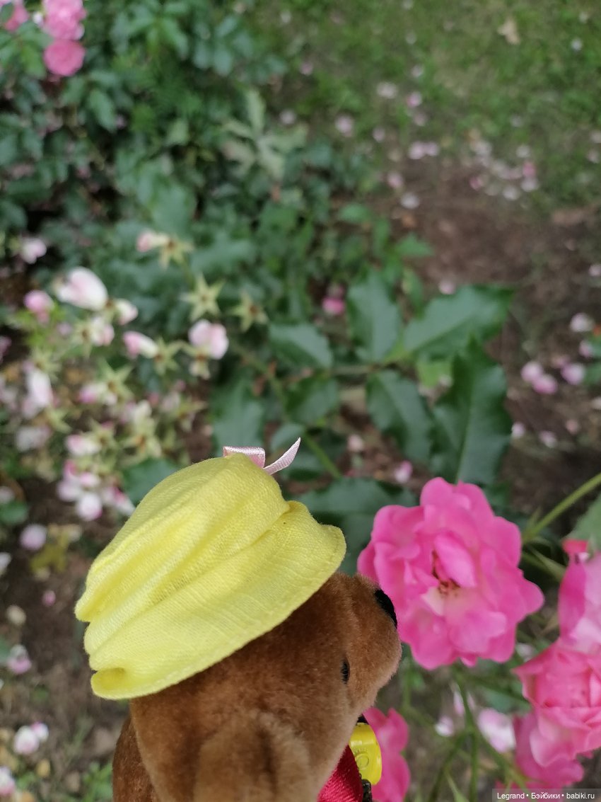 Санкт-Петербург: Мишель в Таврическом саду - розы (фото 6)