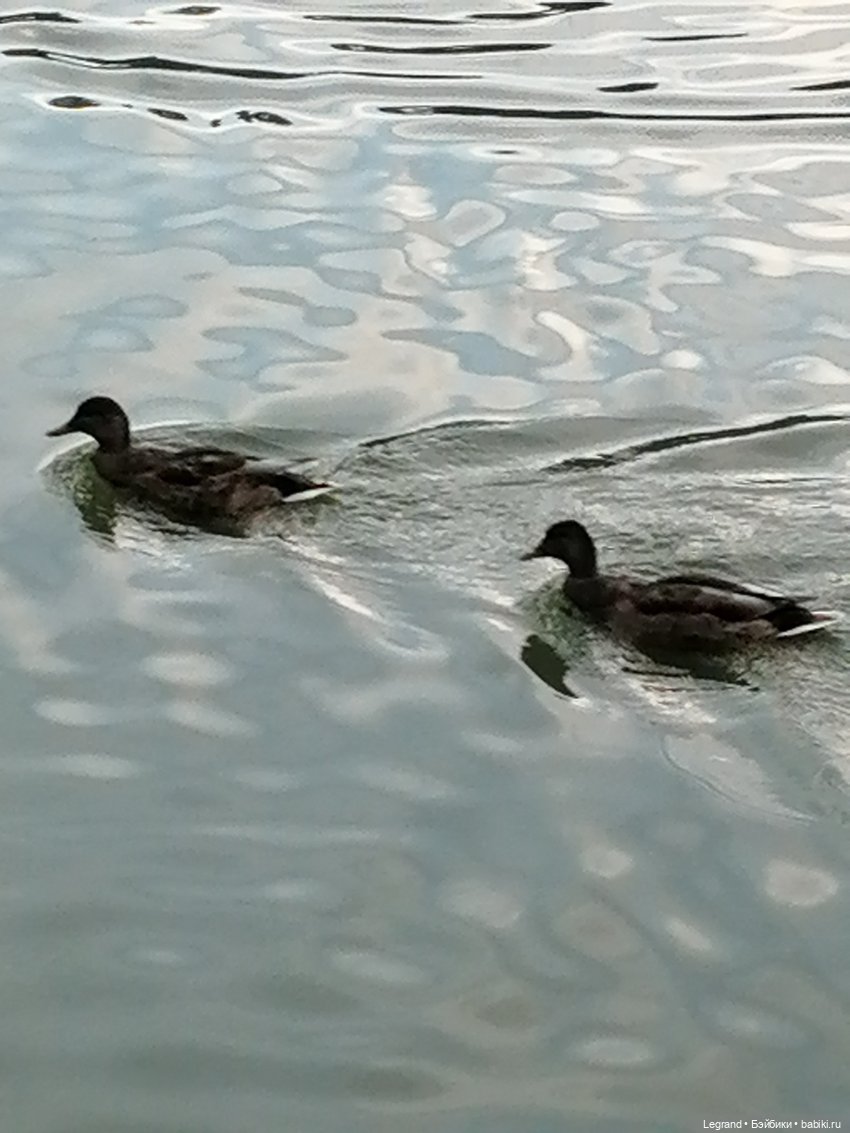Санкт-Петербург: Мишель в Таврическом саду - пруд