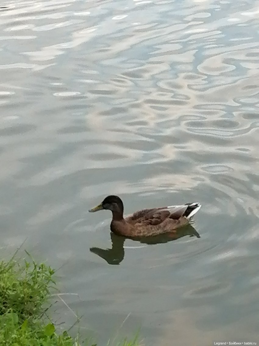 Санкт-Петербург: Мишель в Таврическом саду - пруд