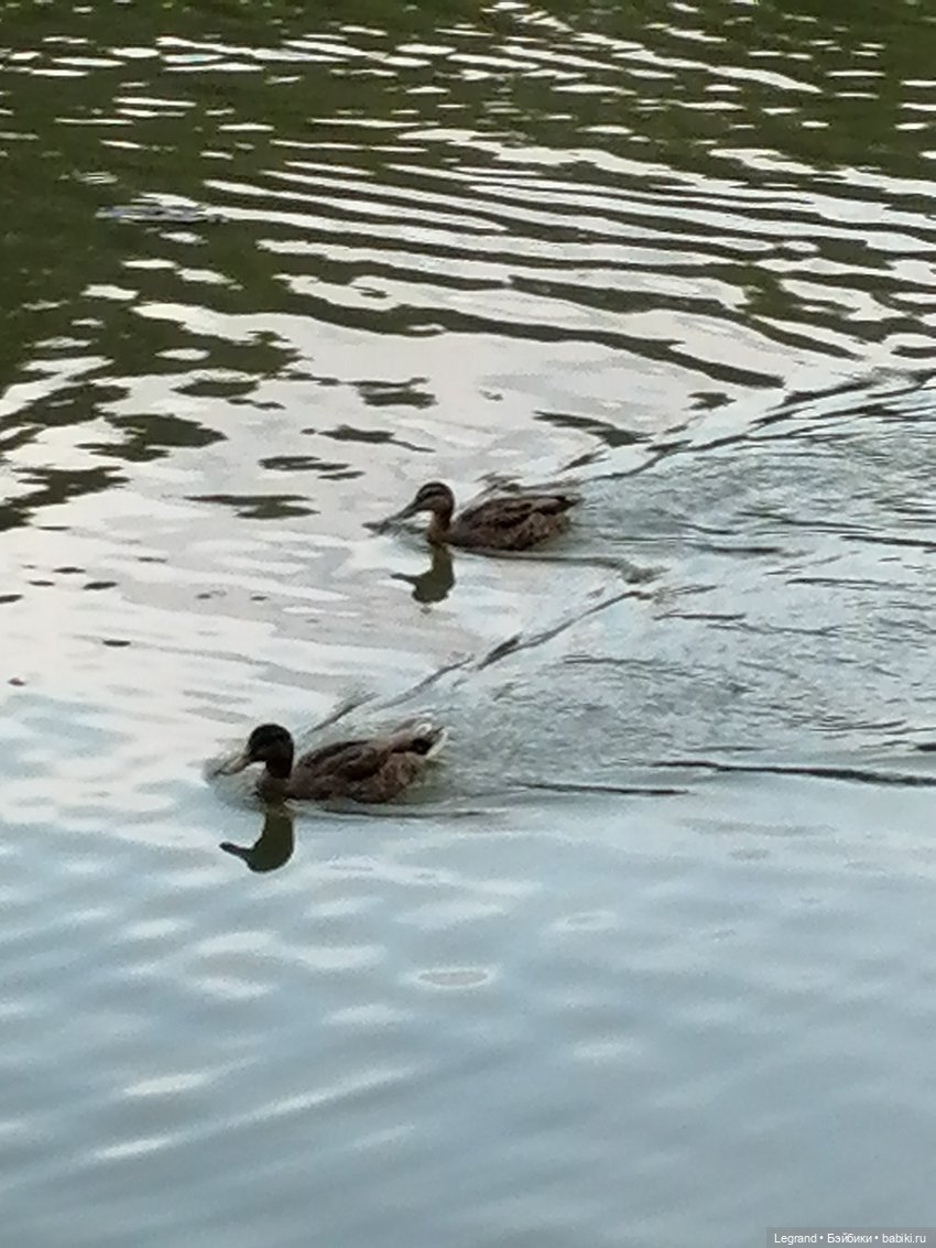 Санкт-Петербург: Мишель в Таврическом саду - пруд