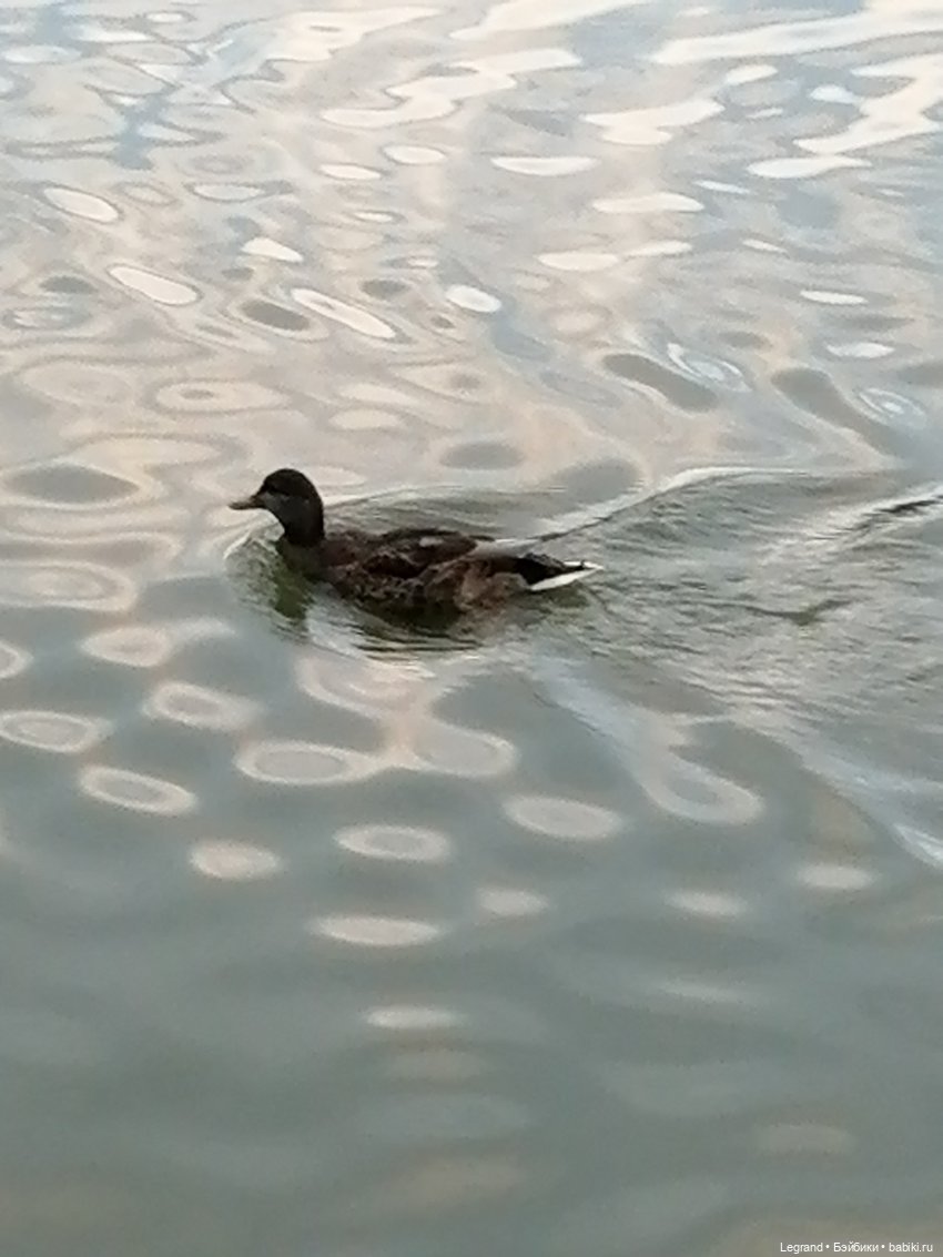 Санкт-Петербург: Мишель в Таврическом саду - пруд