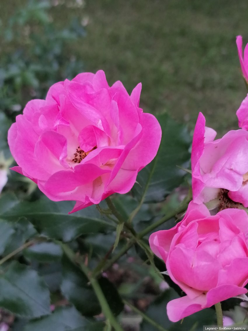 Санкт-Петербург: Мишель в Таврическом саду - розы