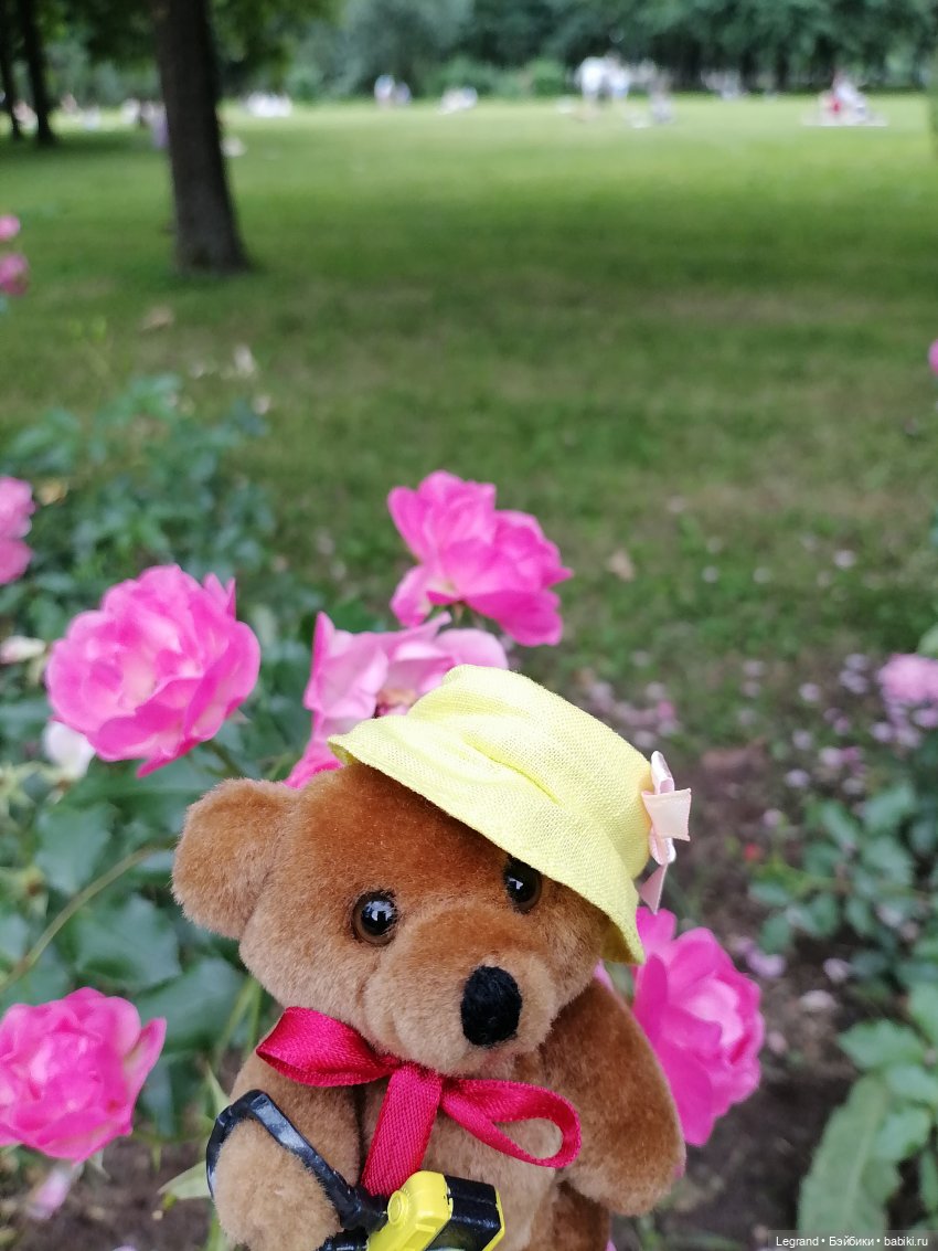 Санкт-Петербург: Мишель в Таврическом саду - розы (фото 5)