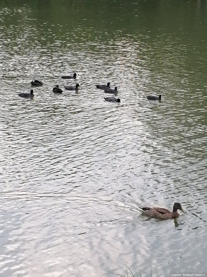 Санкт-Петербург: Мишель в Таврическом саду - пруд