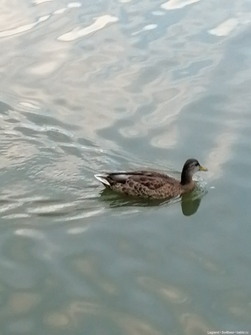 Санкт-Петербург: Мишель в Таврическом саду - пруд