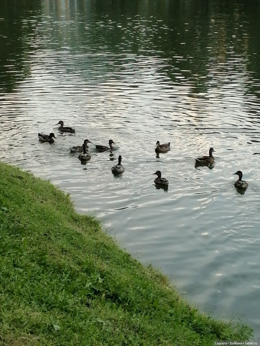 Санкт-Петербург: Мишель в Таврическом саду - пруд