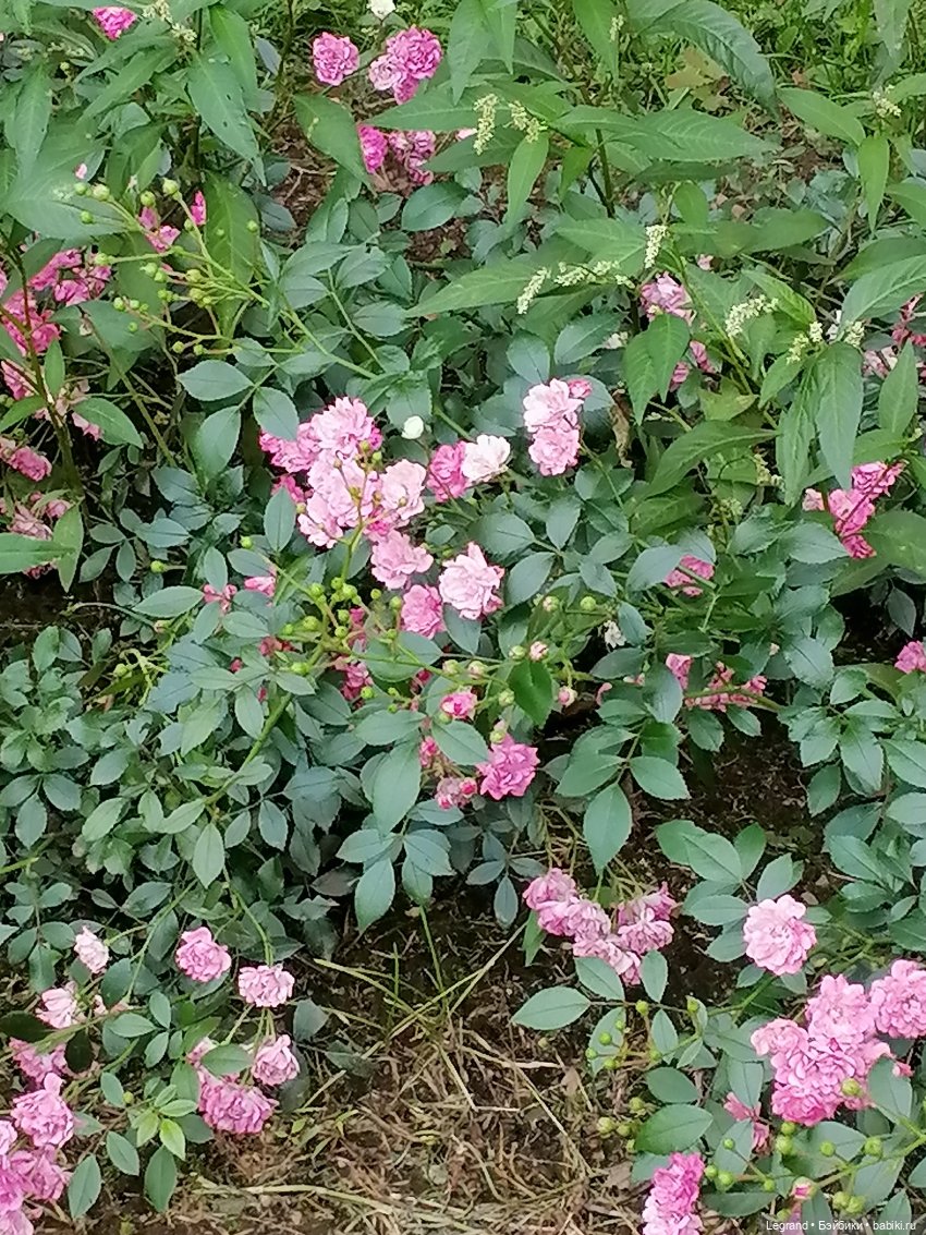 Санкт-Петербург: Мишель в Таврическом саду - розы