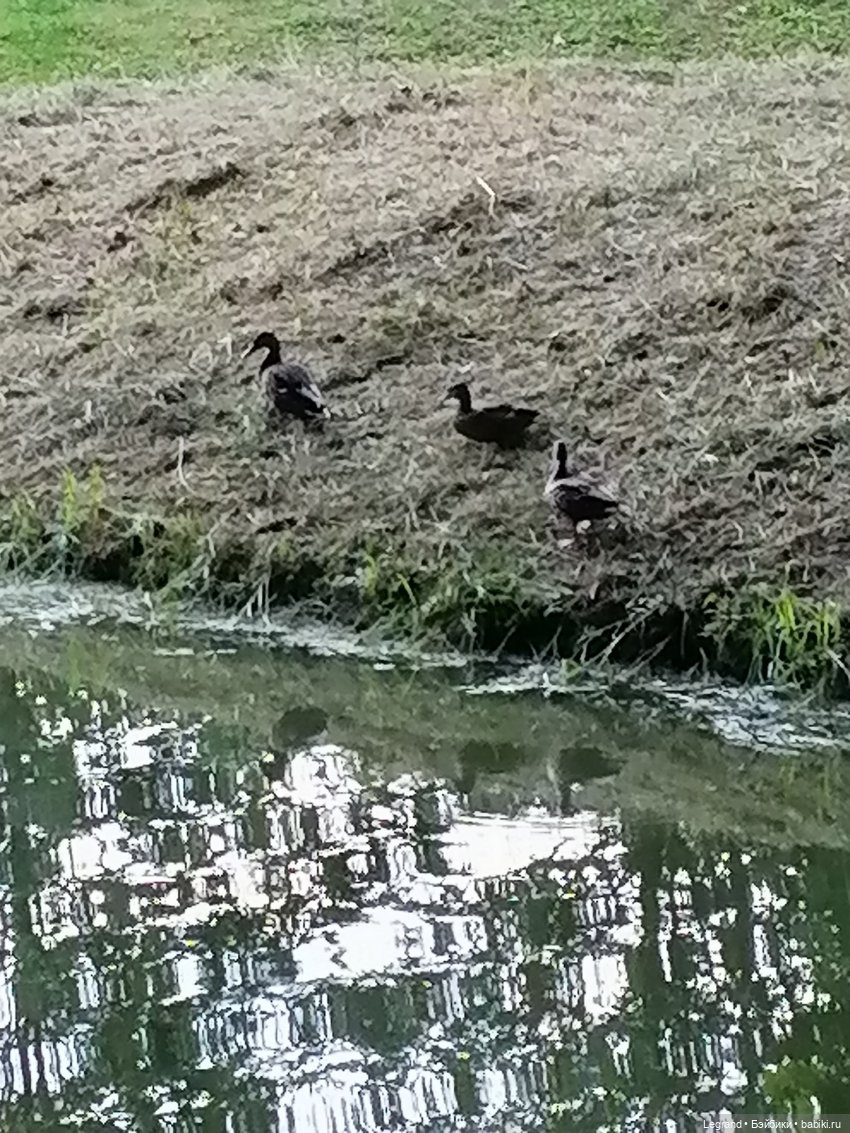 Санкт-Петербург: Мишель в Таврическом саду - розы