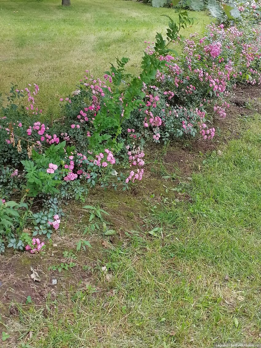 Санкт-Петербург: Мишель в Таврическом саду - розы