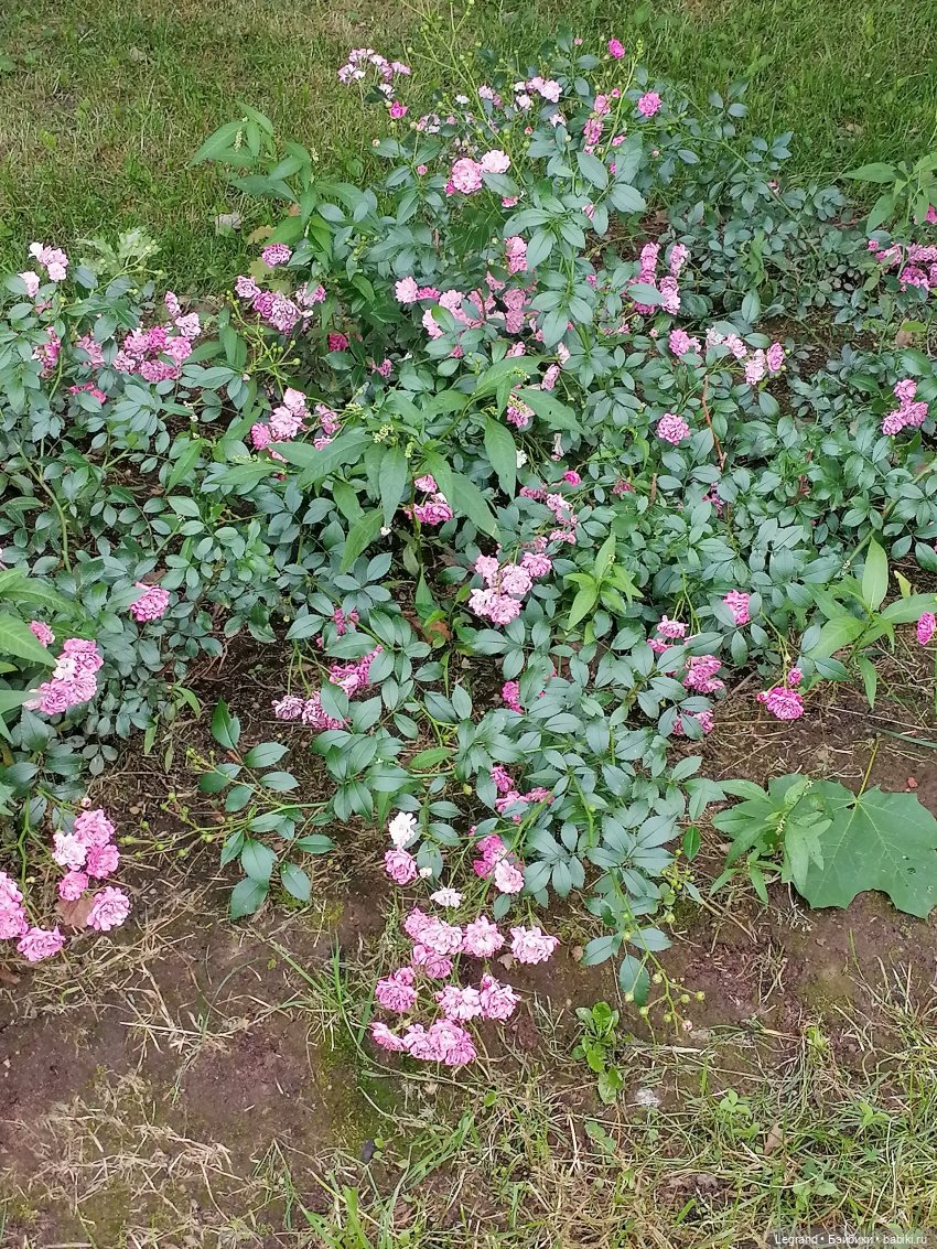 Санкт-Петербург: Мишель в Таврическом саду - розы
