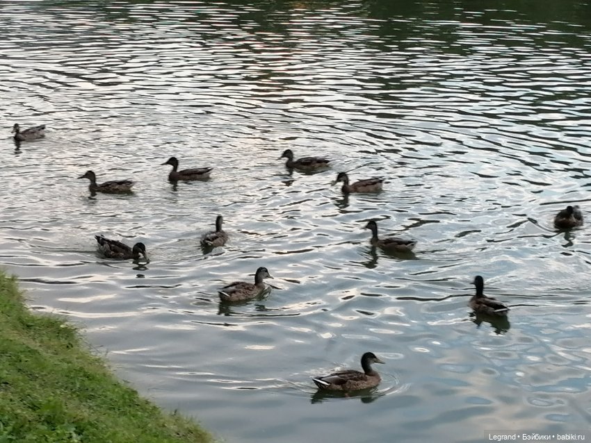 Санкт-Петербург: Мишель в Таврическом саду - розы
