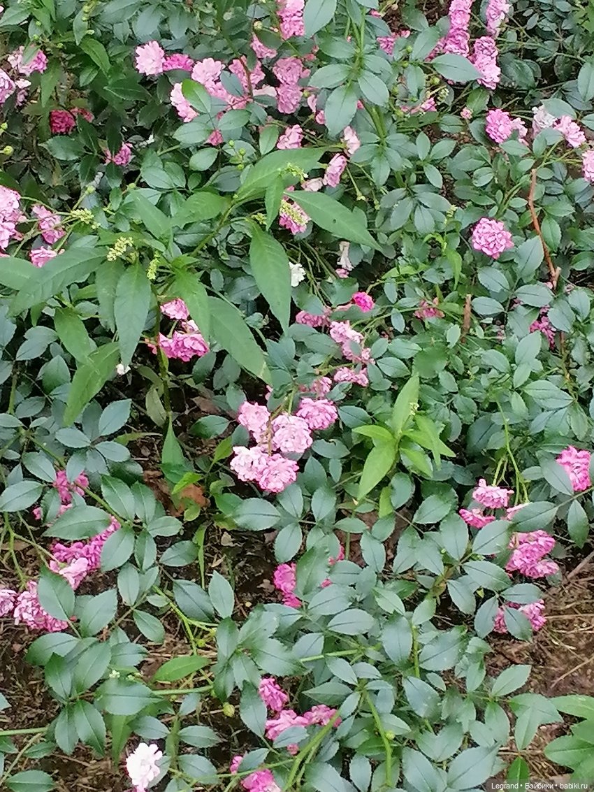 Санкт-Петербург: Мишель в Таврическом саду - розы